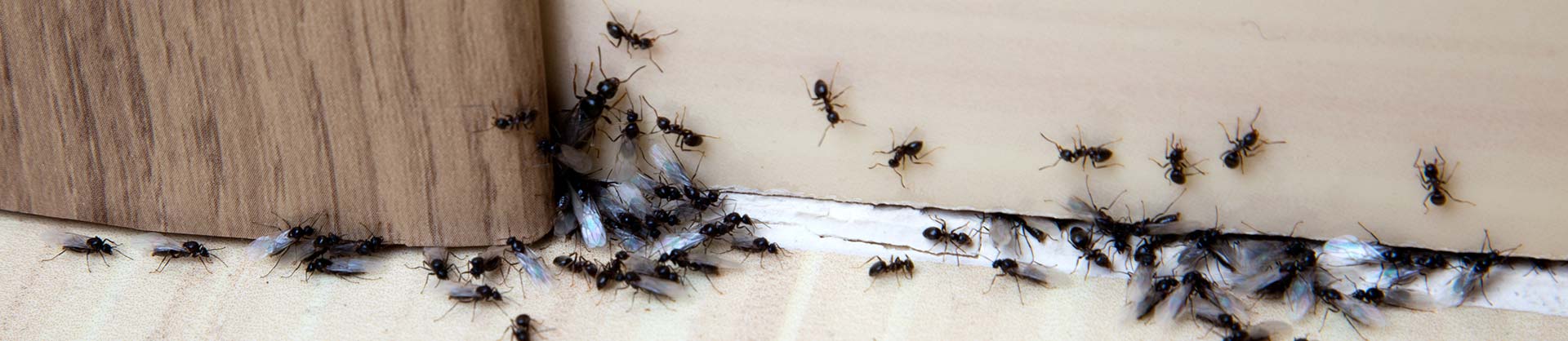 Ant Pest Control for Newcastle, Lake Macquarie, Maitland, Cessnock, Singleton and Port Stephens