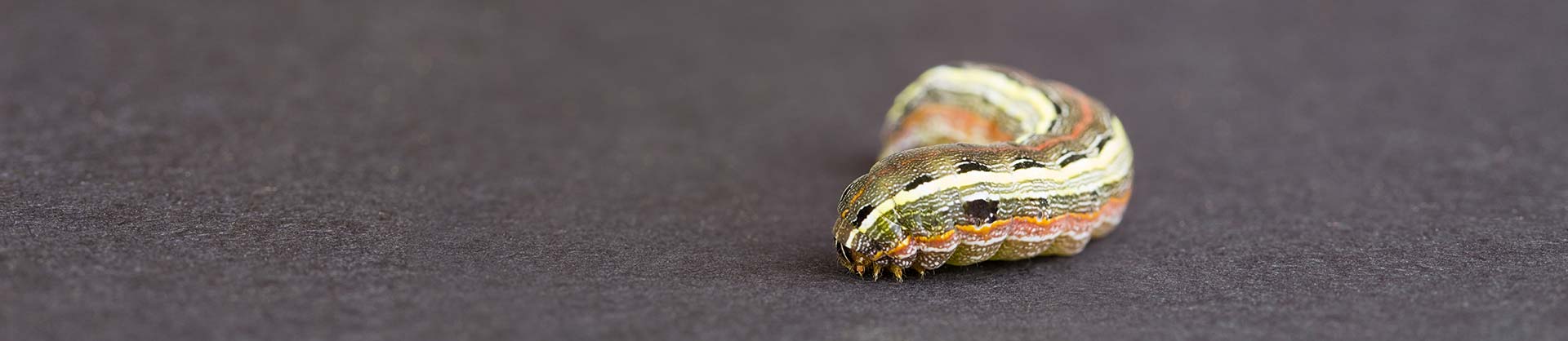 Army Worm Pest Control