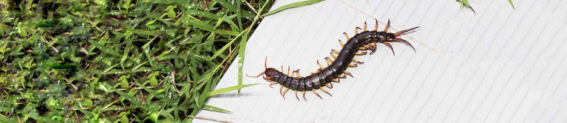 Centipede Pest Control