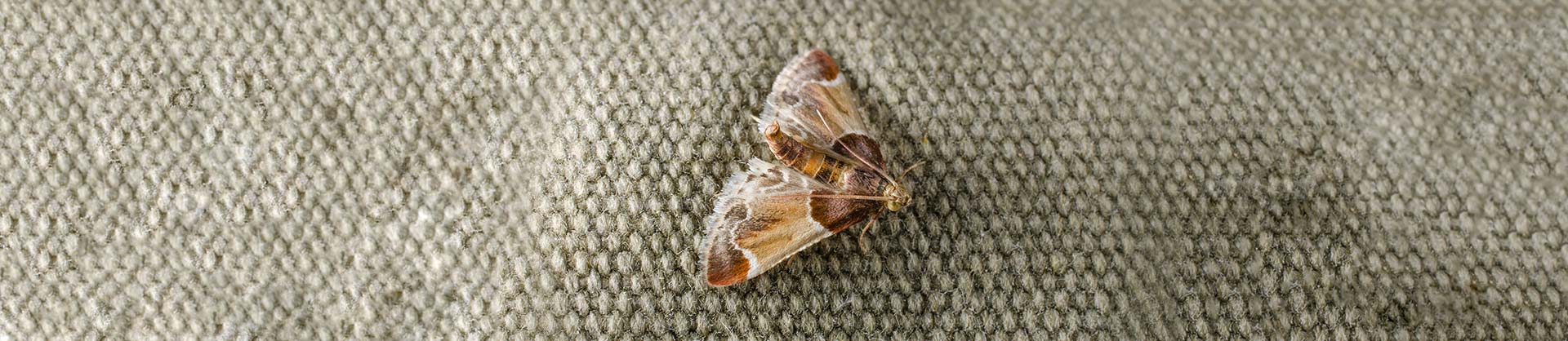 Pantry Moth Pest Control