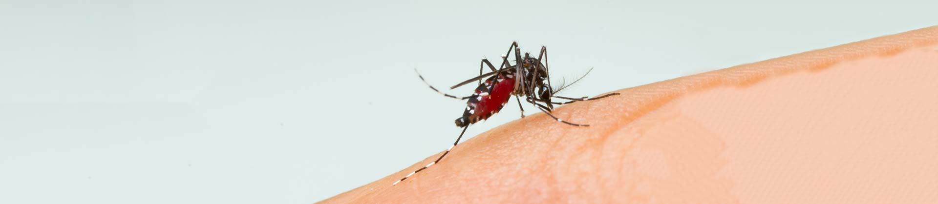 Newcastle Mosquito Pest Control