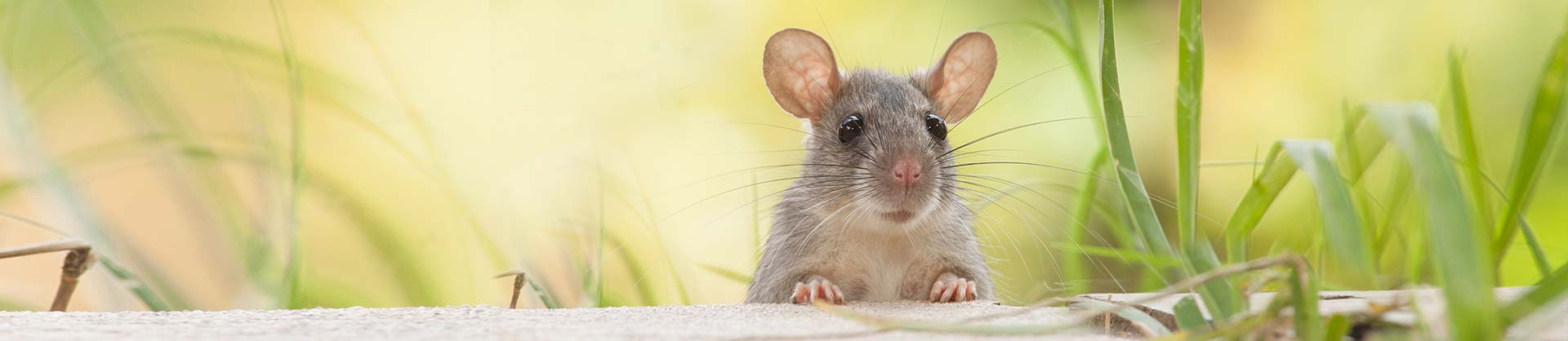 Rodent and rat pest control Newcastle