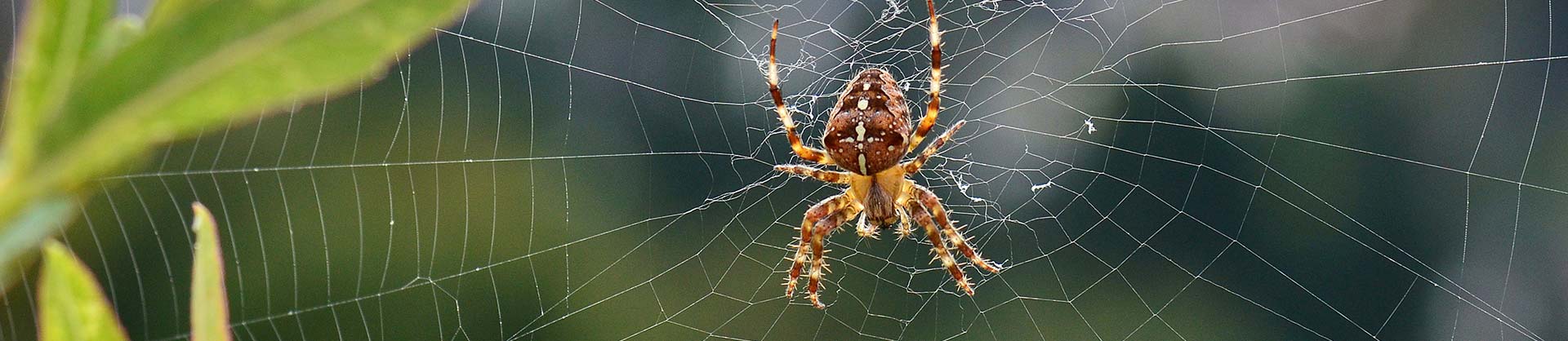 Spider Pest Control Services Newcastle