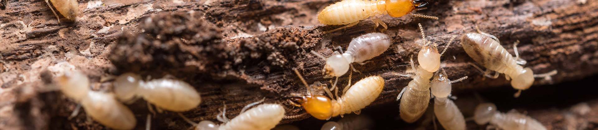 Newcastle Termite Inspection & Termite Control