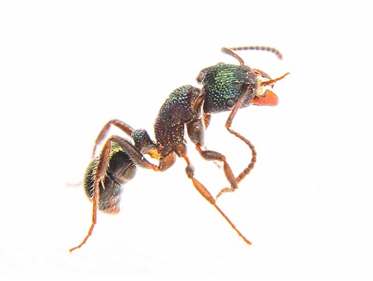 Ant Pest Control Newcastle