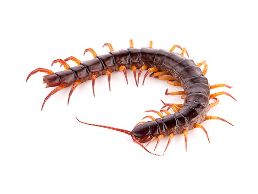 Centipede Pest Control Newcastle