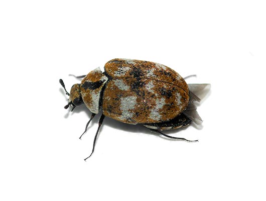 Carpet Beetle Pest Control