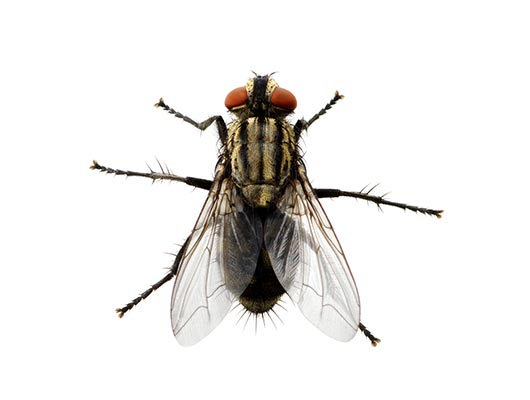 Fly Pest Control Newcastle