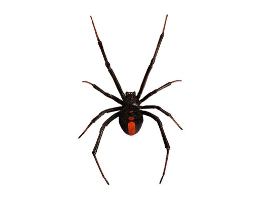 Redback Spider Pest Control