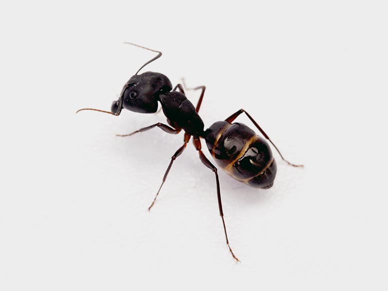 Black Ant Pest Control Newcastle