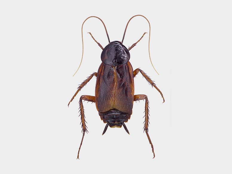 Cockroach Pest Control Services