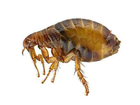 Newcastle Flea Pest Control