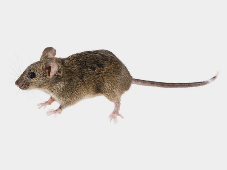 Mice Pest Control Newcastle